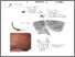 [thumbnail of TACOT18_Roman_Pottery_Figures.pdf]